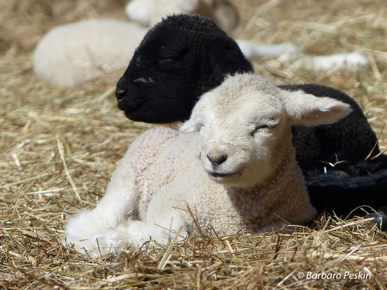 Lambs in Sun