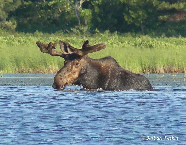 Moose at River Pond