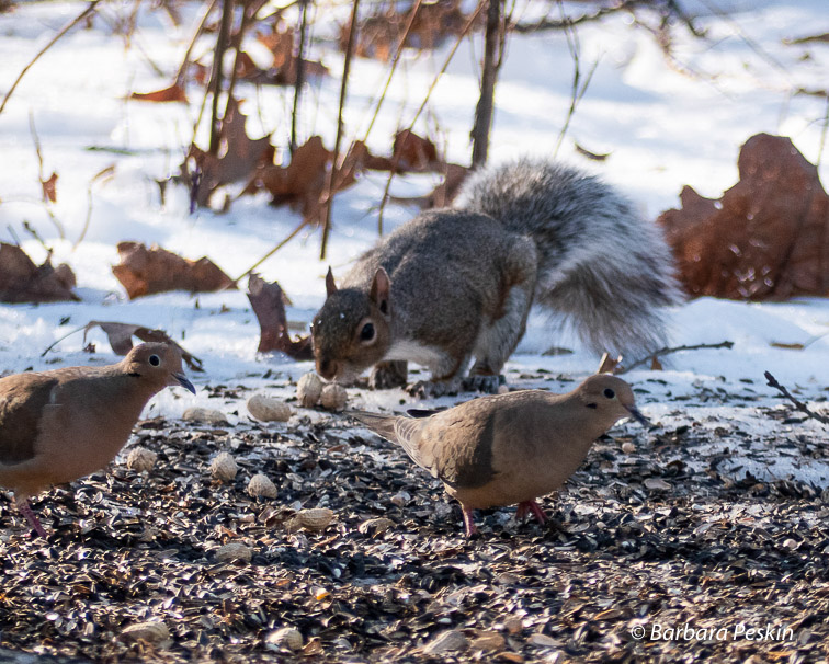Squirrell and Mourning Doves