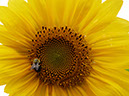%_tempFileName11.8.25.beeonflower4x6%