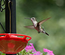%_tempFileName18.08.21.hummingbird.P1310480.300b.5x7%