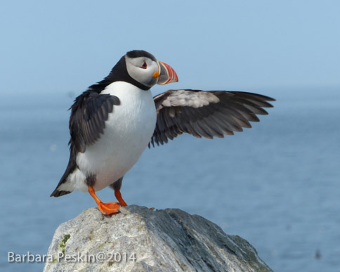 Puffin Points