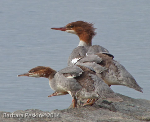 MERGANSERS LOOK OUT