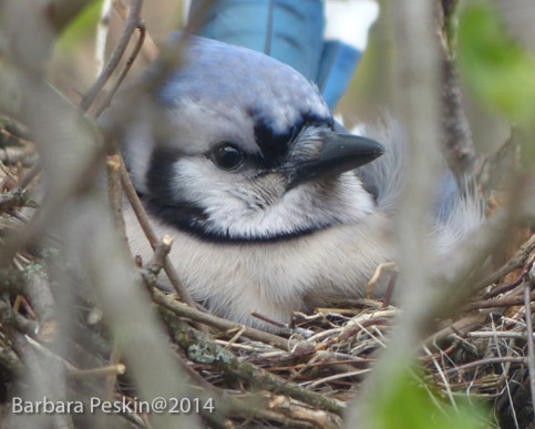 Blue Jay Nests