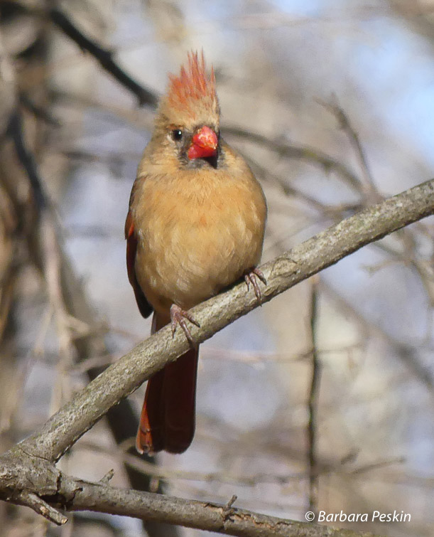Cardinal Spikey Feathers