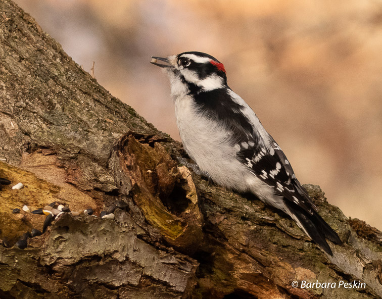 Downy Woodpecker with Seed