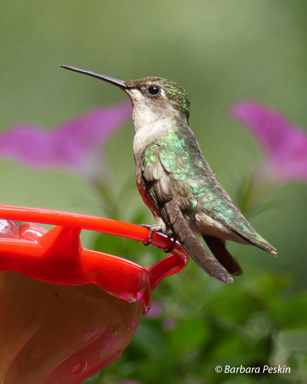 Hummingbird Summer