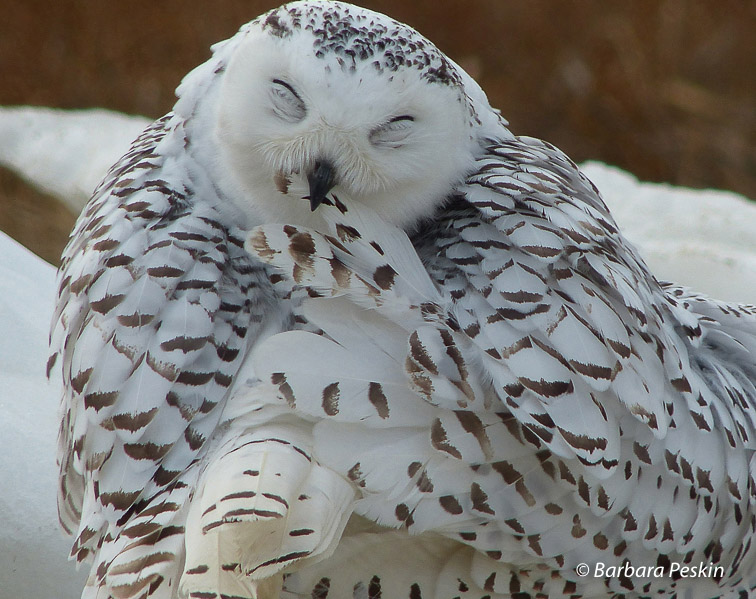 Snowy Owl Preens