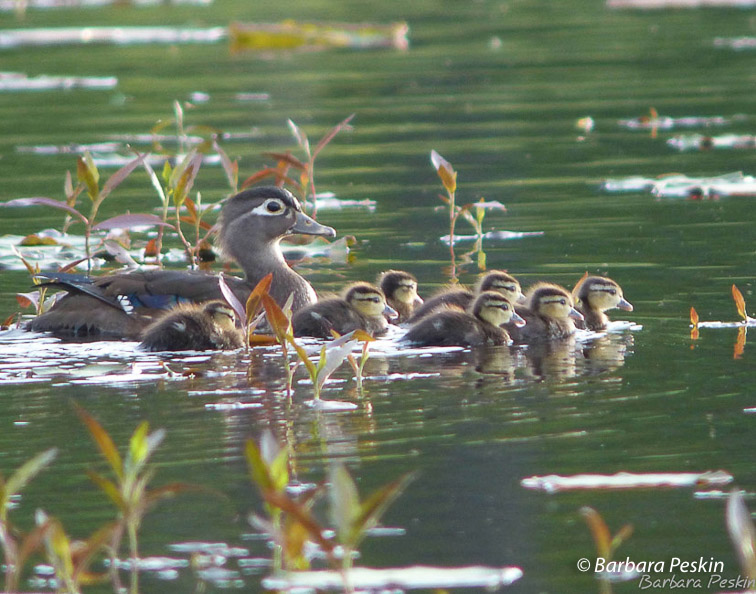 Wood Duck and Chicks