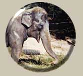Elephant Winkie 